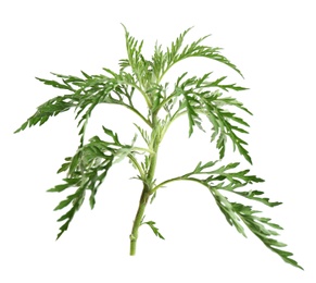 Photo of Branch of ragweed plant (Ambrosia genus) on white background. Seasonal allergy