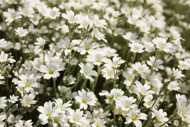 Photo of Closeup view of beautiful white meadowfoam field