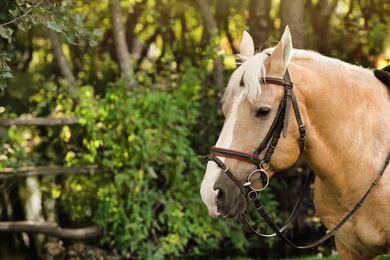 Image of Beautiful palomino horse in bridle outdoors on sunny day. Space for text