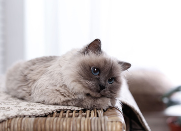 Photo of Birman cat on wicker chest at home. Cute pet