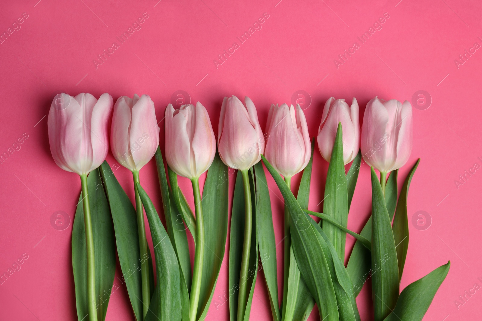 Photo of Beautiful spring tulips on pink background, flat lay