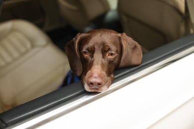 Photo of Cute German Shorthaired Pointer dog peeking out window while waiting for owner in car. Adorable pet