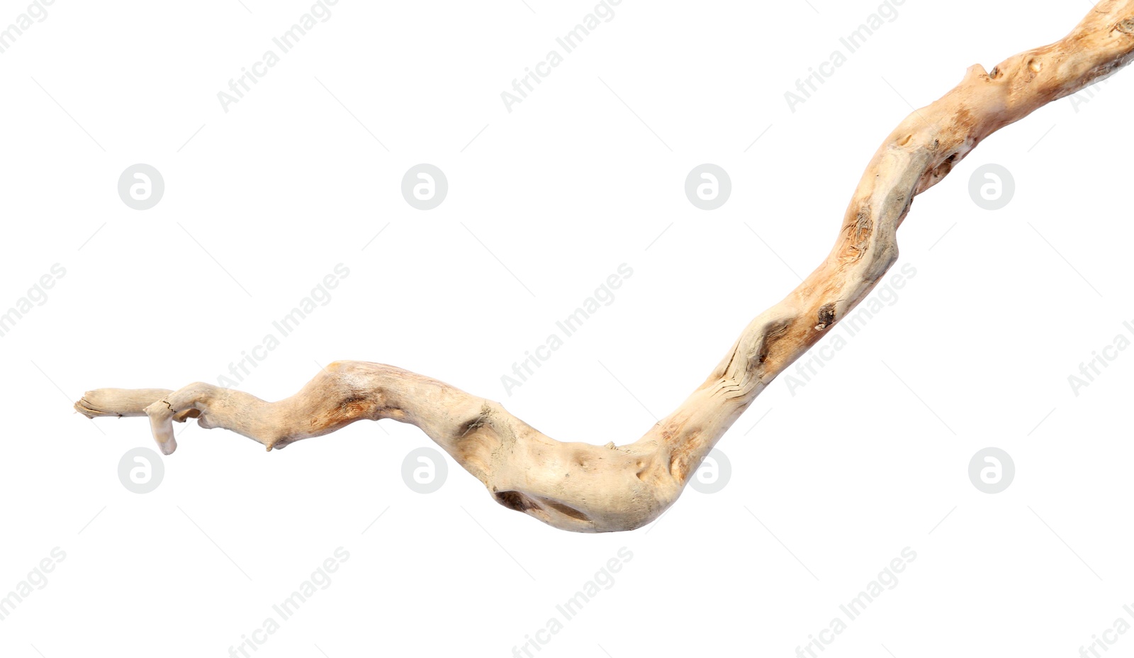 Photo of Old dry tree branch isolated on white, top view