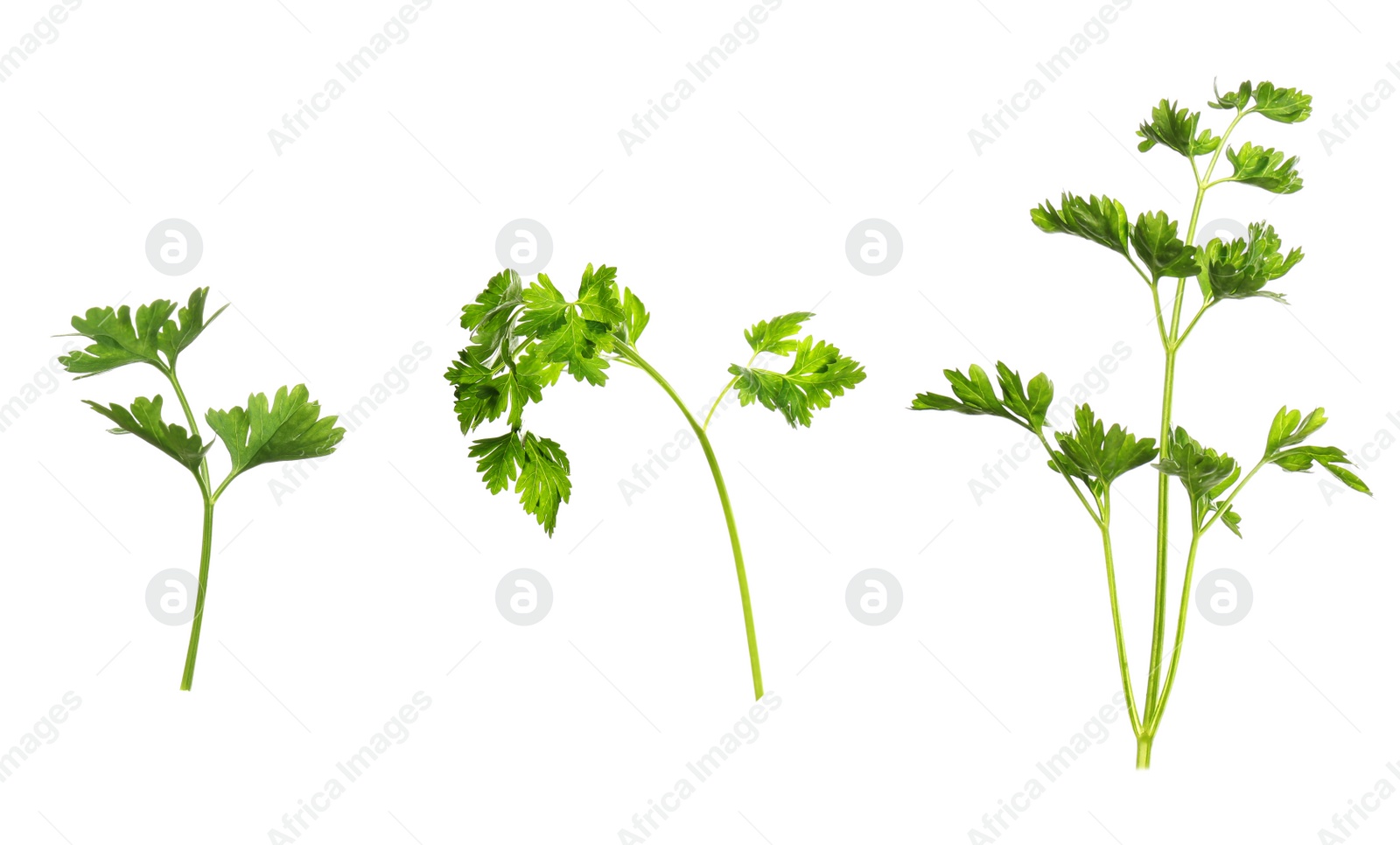 Image of Set with green parsley on white background
