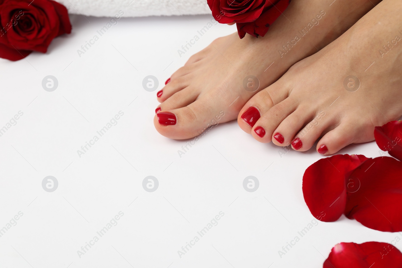 Photo of Woman with stylish red toenails after pedicure procedure and rose petals on white background, closeup. Space for text