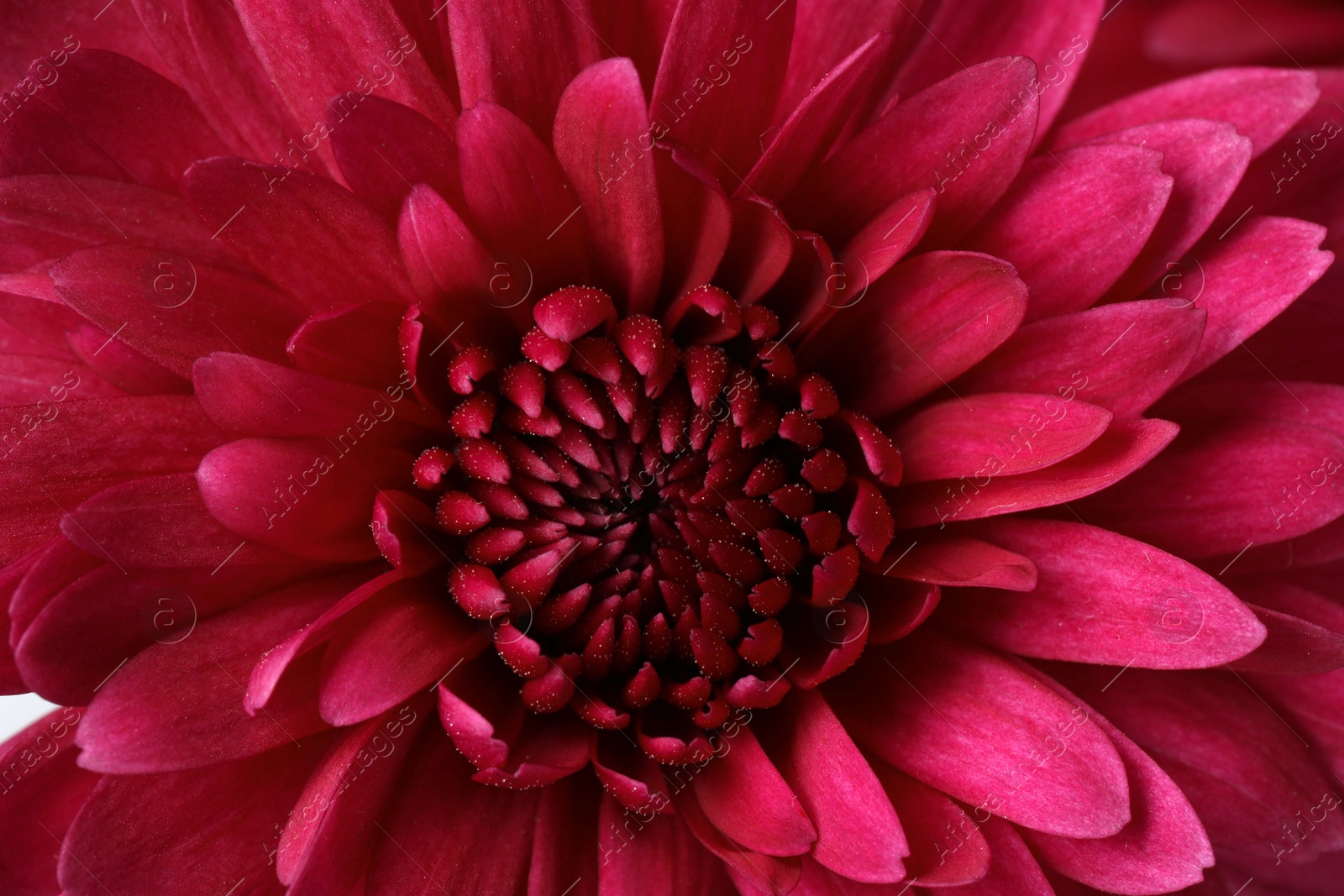 Photo of Beautiful blooming chrysanthemum flower as background, closeup