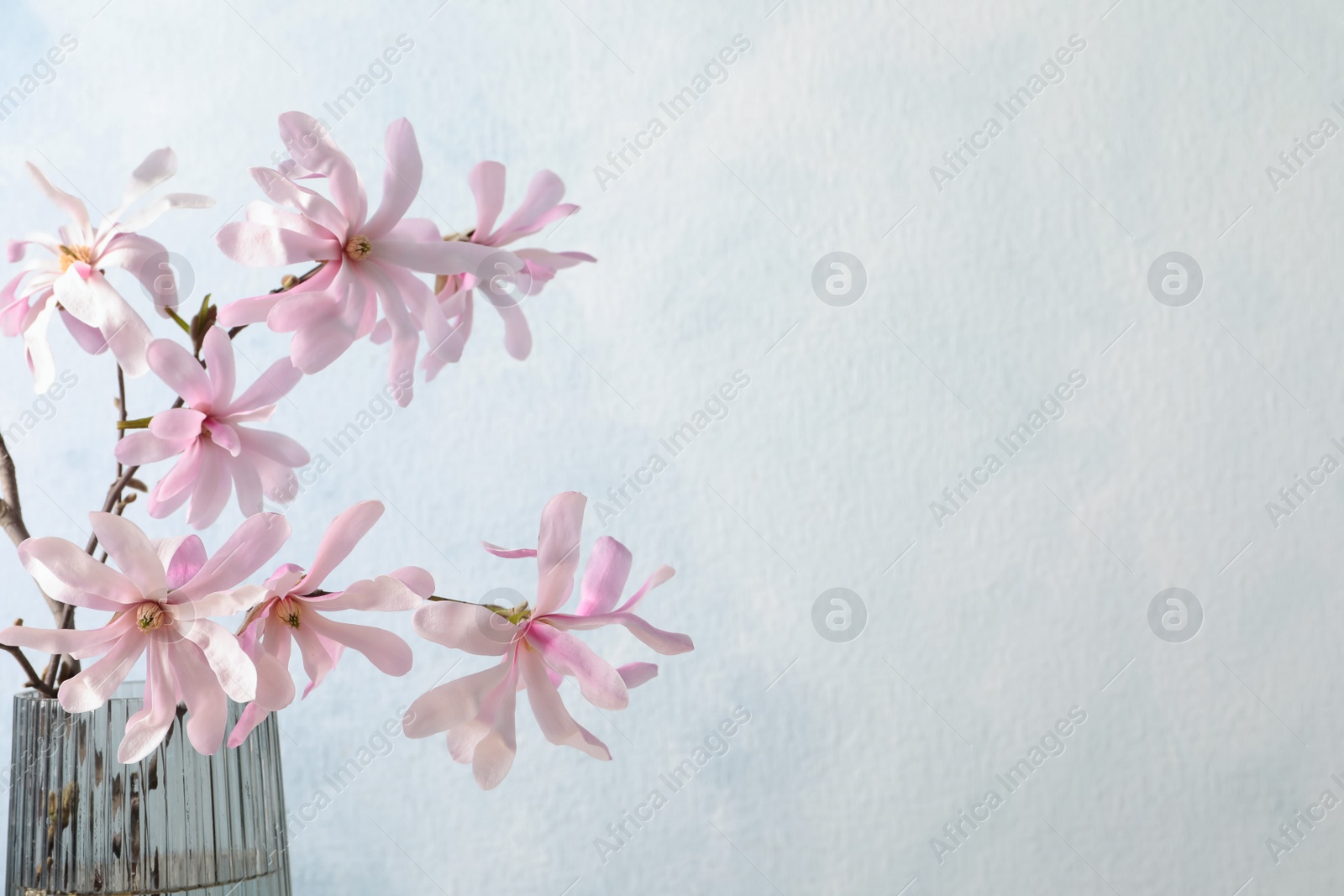 Photo of Magnolia tree branches with beautiful flowers in glass vase on light blue background, closeup. Space for text