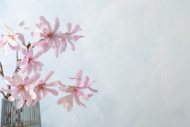 Photo of Magnolia tree branches with beautiful flowers in glass vase on light blue background, closeup. Space for text