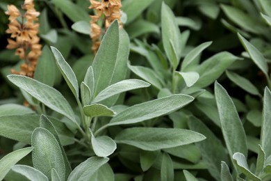 Photo of Beautiful sage with green leaves growing outdoors