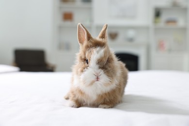Photo of Cute fluffy pet rabbit on bed indoors