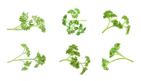 Set of green curly parsley on white background