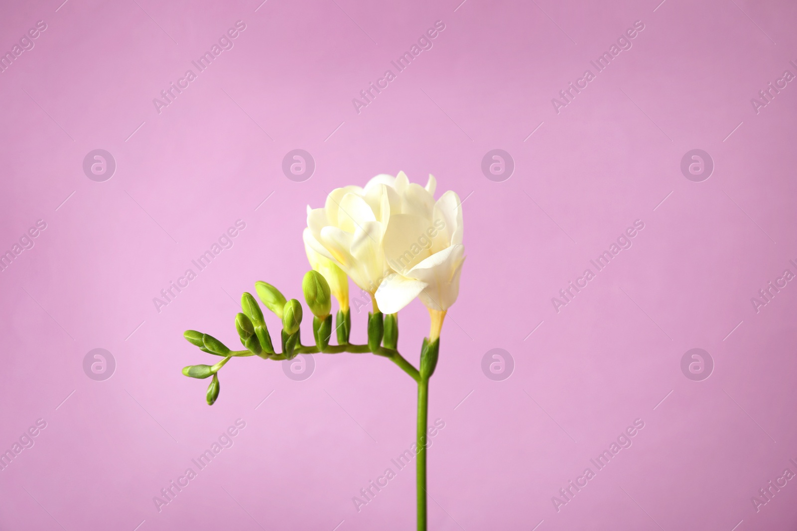 Photo of Beautiful freesia with fragrant flowers on color background