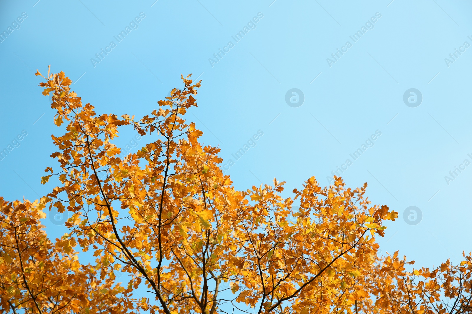 Photo of Tree branches with autumn leaves against sky