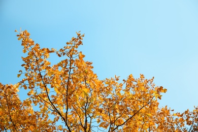 Tree branches with autumn leaves against sky