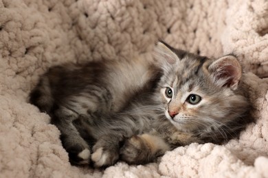 Photo of Cute fluffy kitten resting on soft plaid