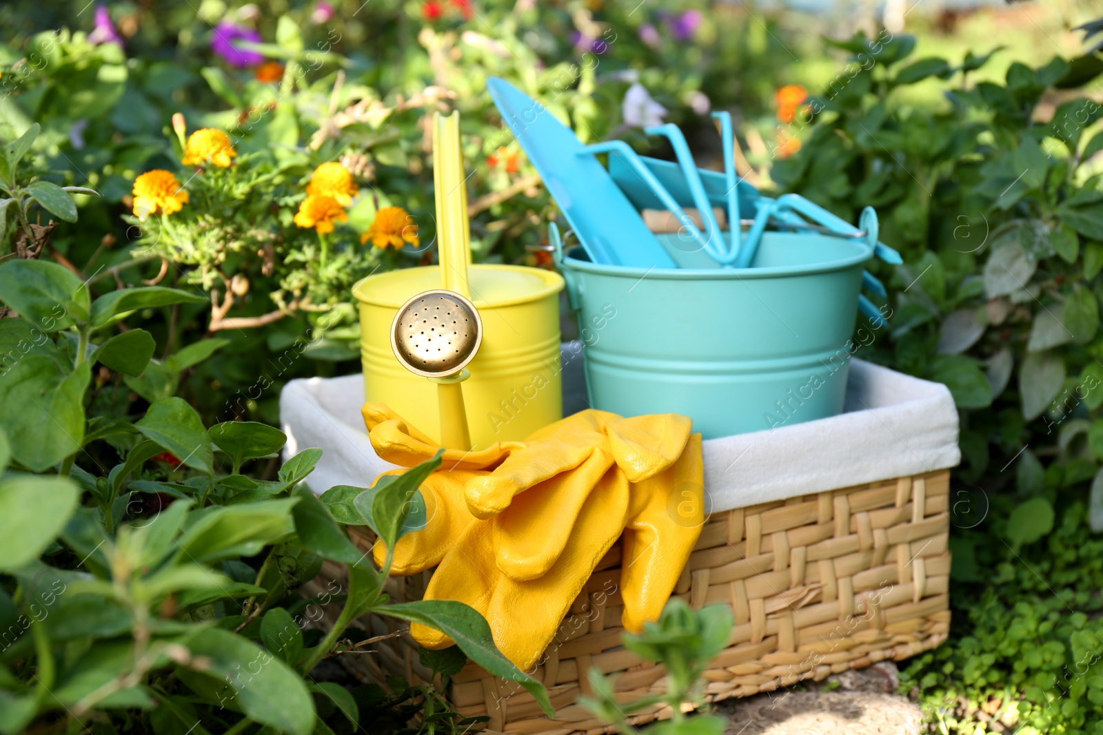 Photo of Basket with watering can, gardening tools and rubber gloves in garden