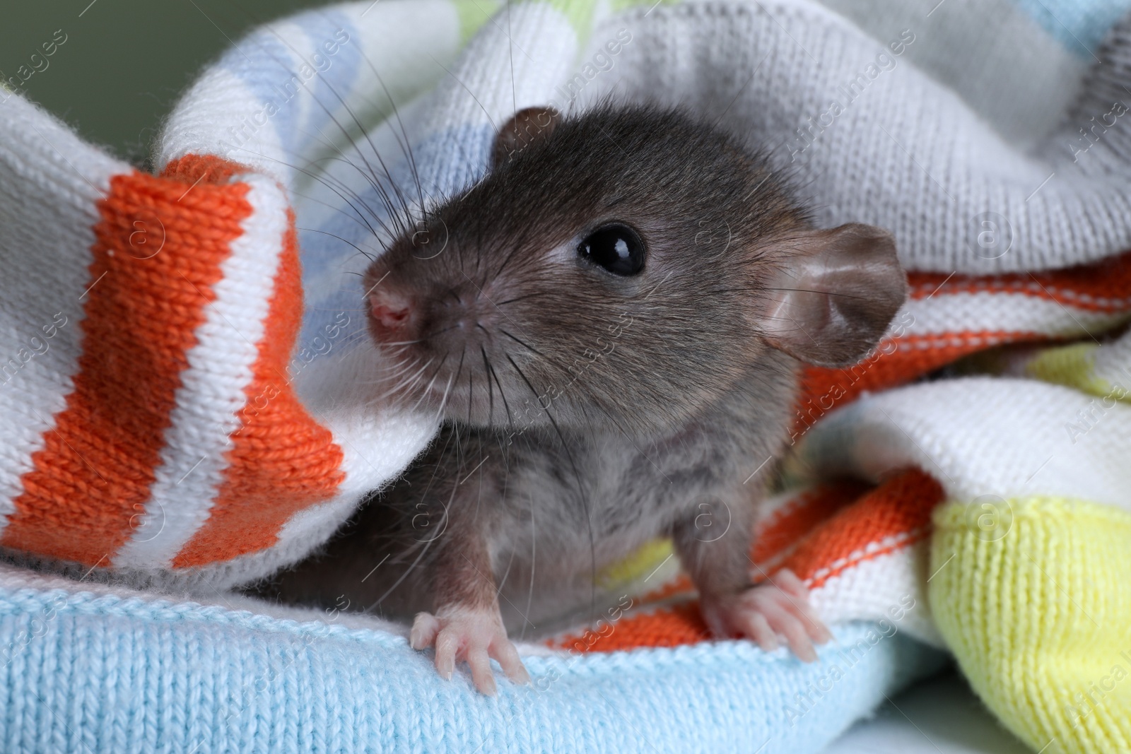 Photo of Cute small rat wrapped in knitted plaid, closeup