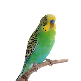 Beautiful parrot perched on branch against white background. Exotic pet