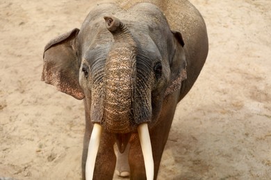 Photo of Beautiful elephant in zoo enclosure. Exotic animal