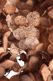Photo of Closeup view of beautiful dried hortensia flowers