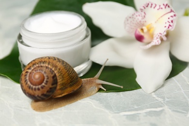 Snail, cream and orchid flower on light grey table, closeup