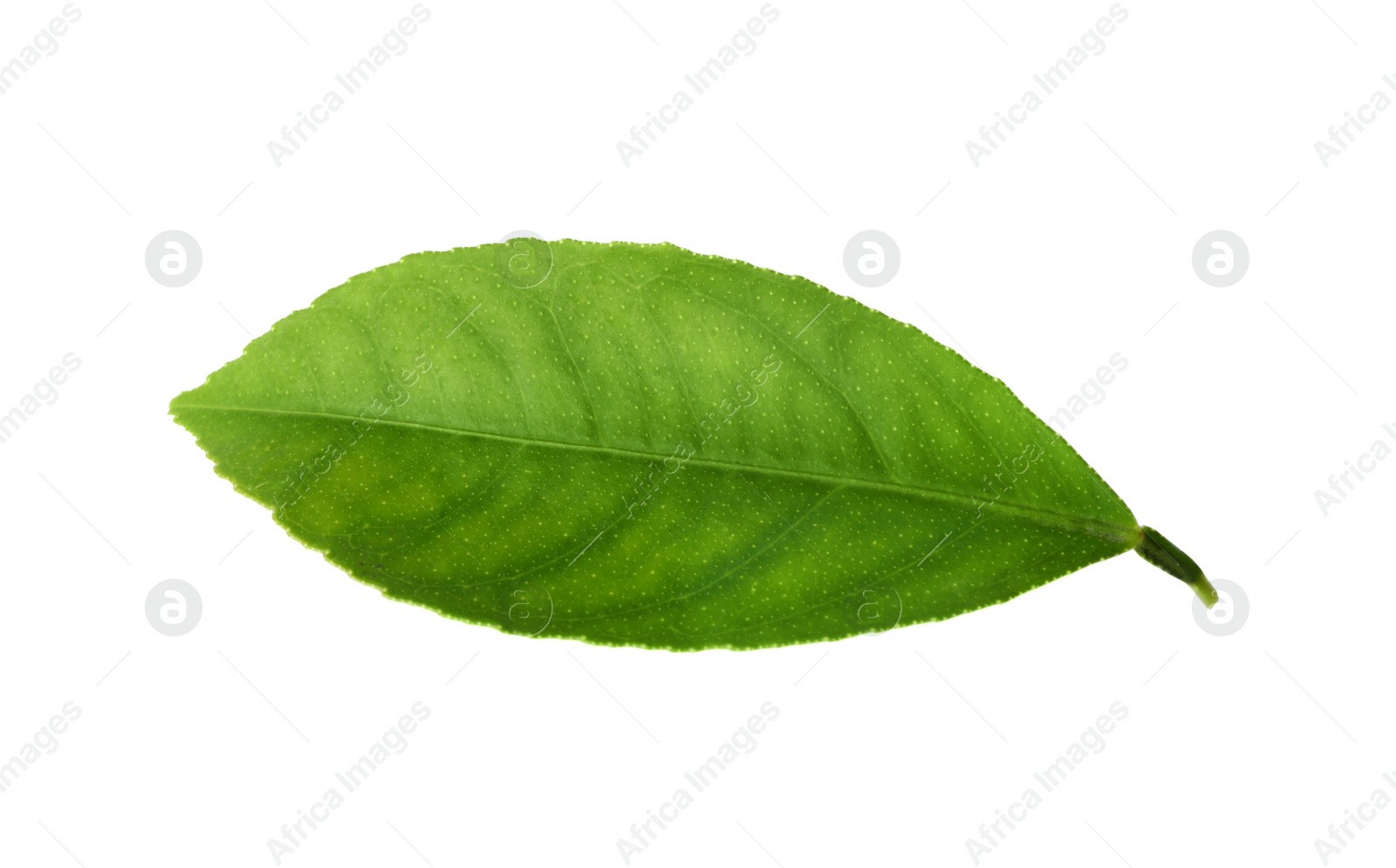 Photo of Fresh green citrus leaf isolated on white