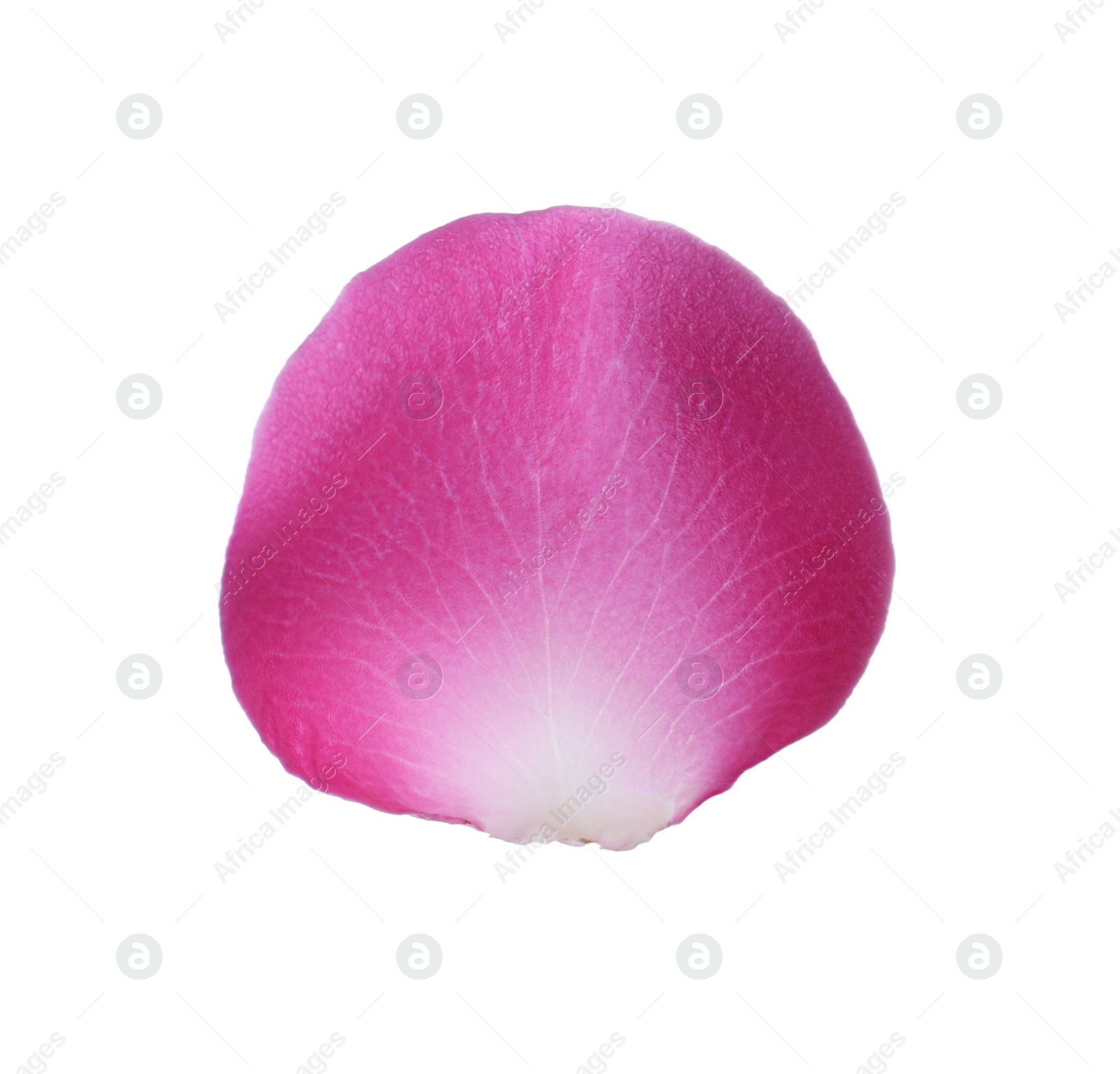 Photo of Pink rose flower petal on white background