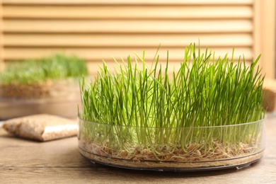 Photo of Container with sprouted wheat grass on wooden table. Space for text