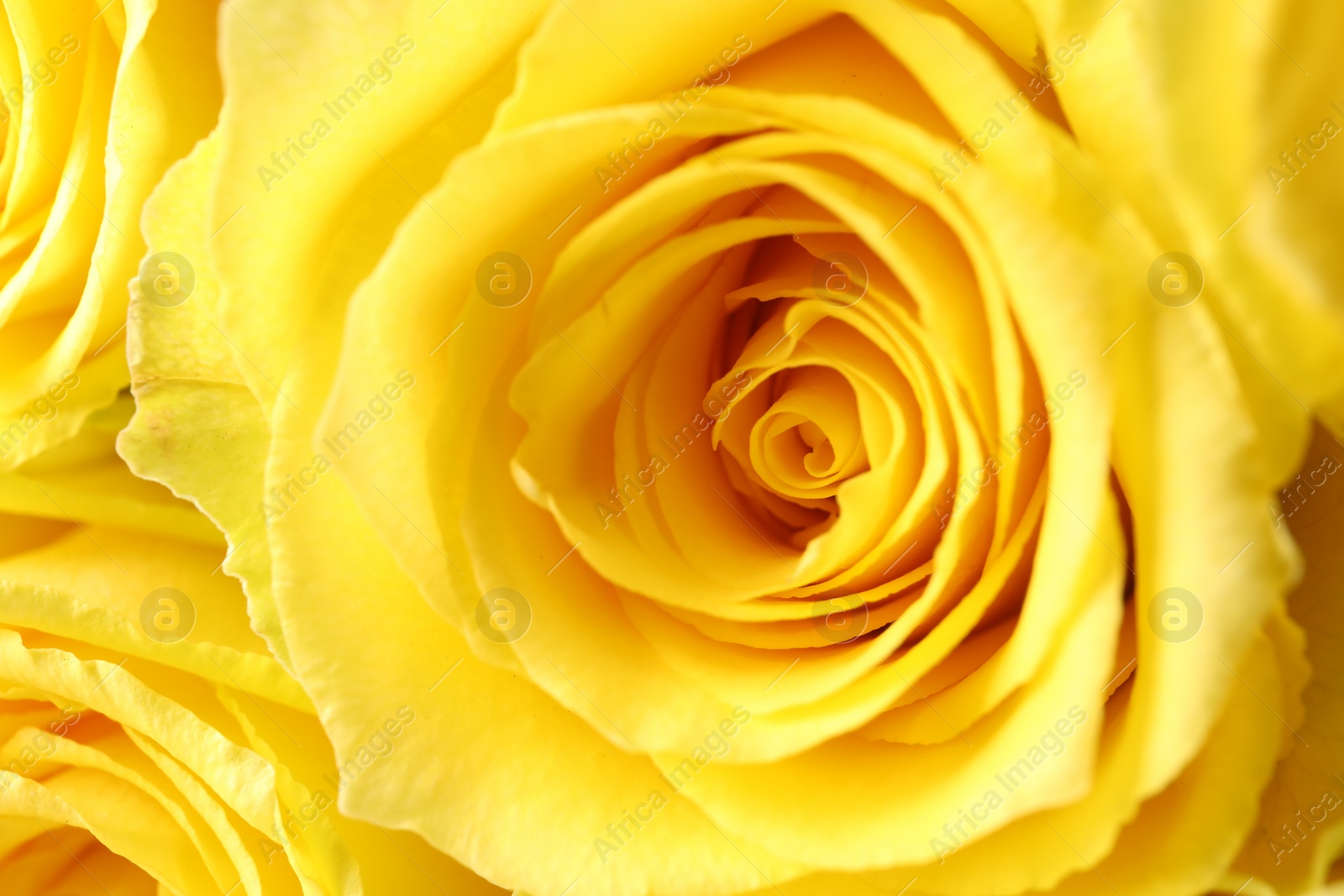 Photo of Beautiful yellow roses as background, macro view