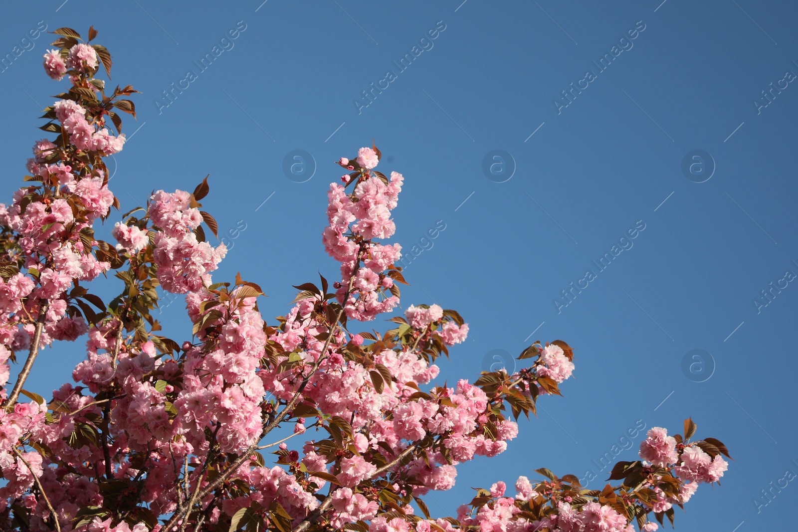 Photo of Beautiful sakura tree with pink flowers growing against blue sky. Space for text