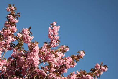 Beautiful sakura tree with pink flowers growing against blue sky. Space for text