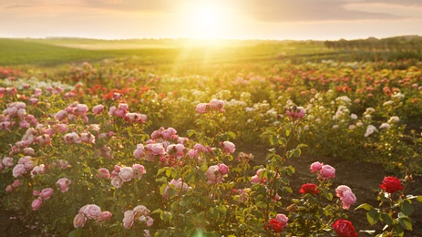 Bushes with beautiful roses outdoors on sunny day