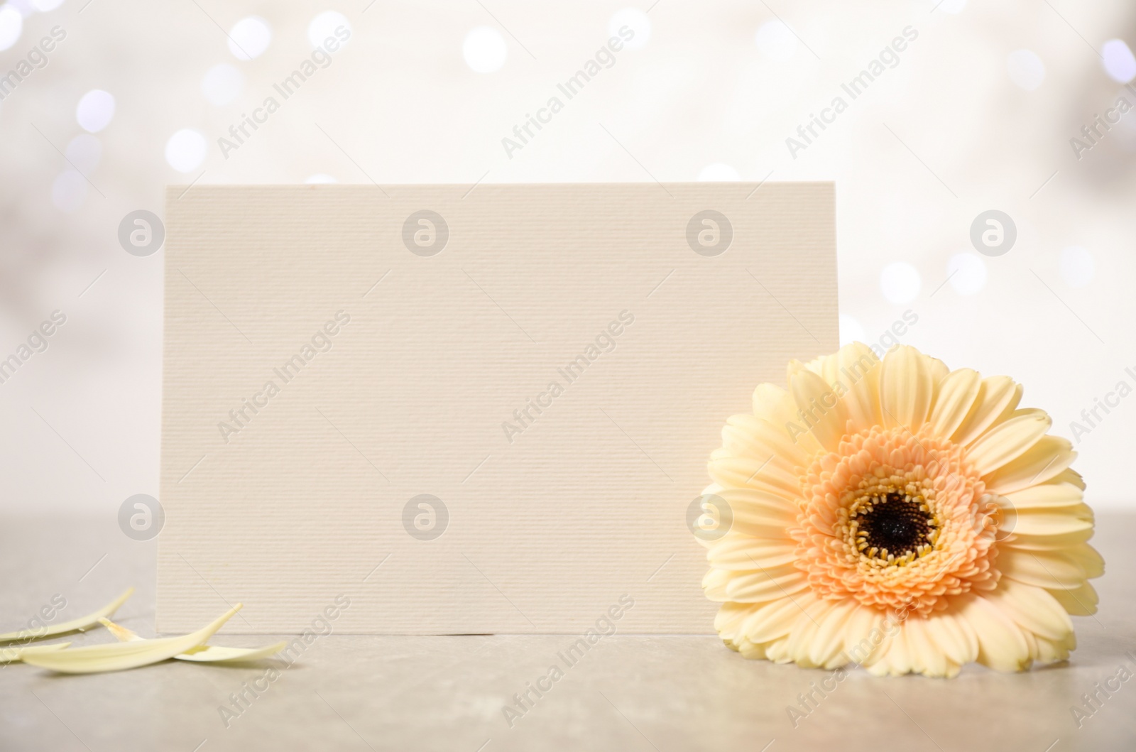 Image of Beautiful herbera flower and blank card with space for text table