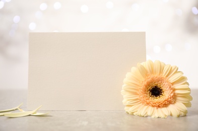 Beautiful herbera flower and blank card with space for text table