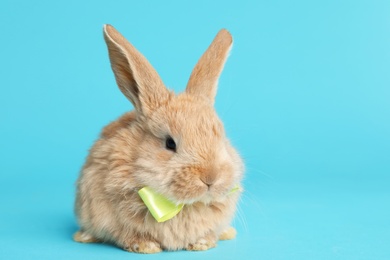 Adorable furry Easter bunny with cute bow tie on color background, space for text