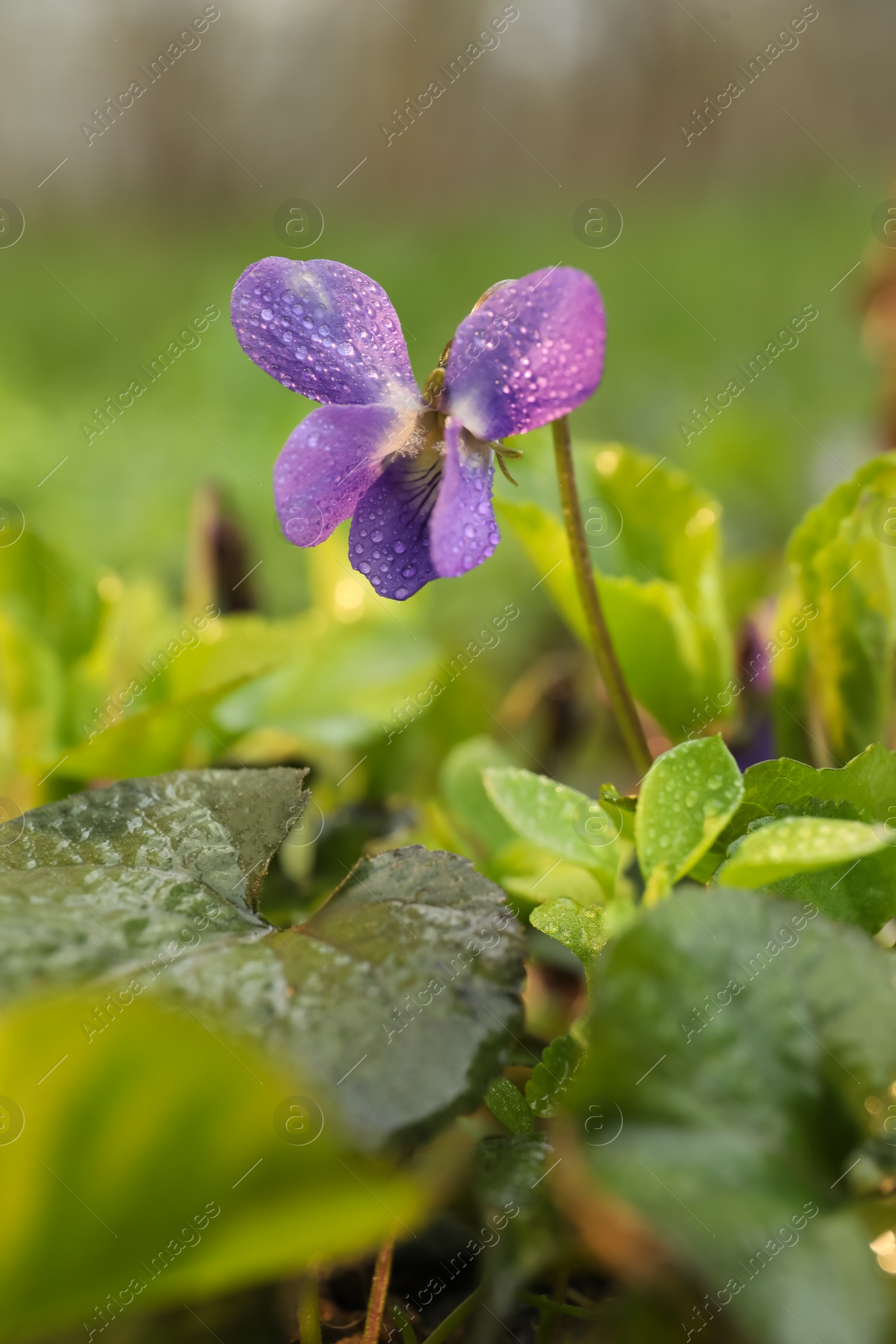 Photo of Beautiful wild violet blooming in forest. Spring flower