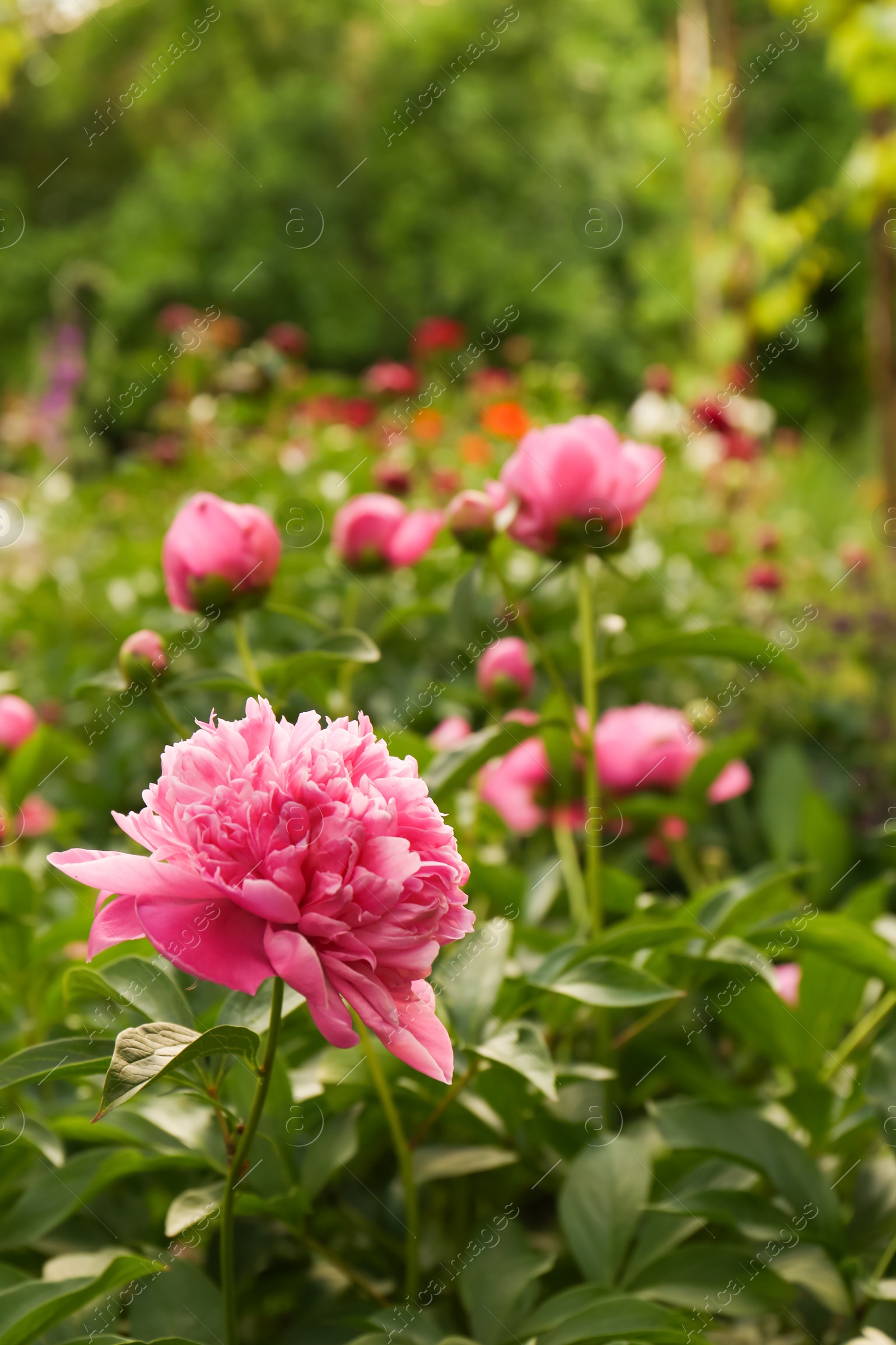 Photo of Beautiful peony plants with pink flowers outdoors. Space for text