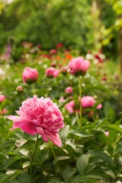 Photo of Beautiful peony plants with pink flowers outdoors. Space for text