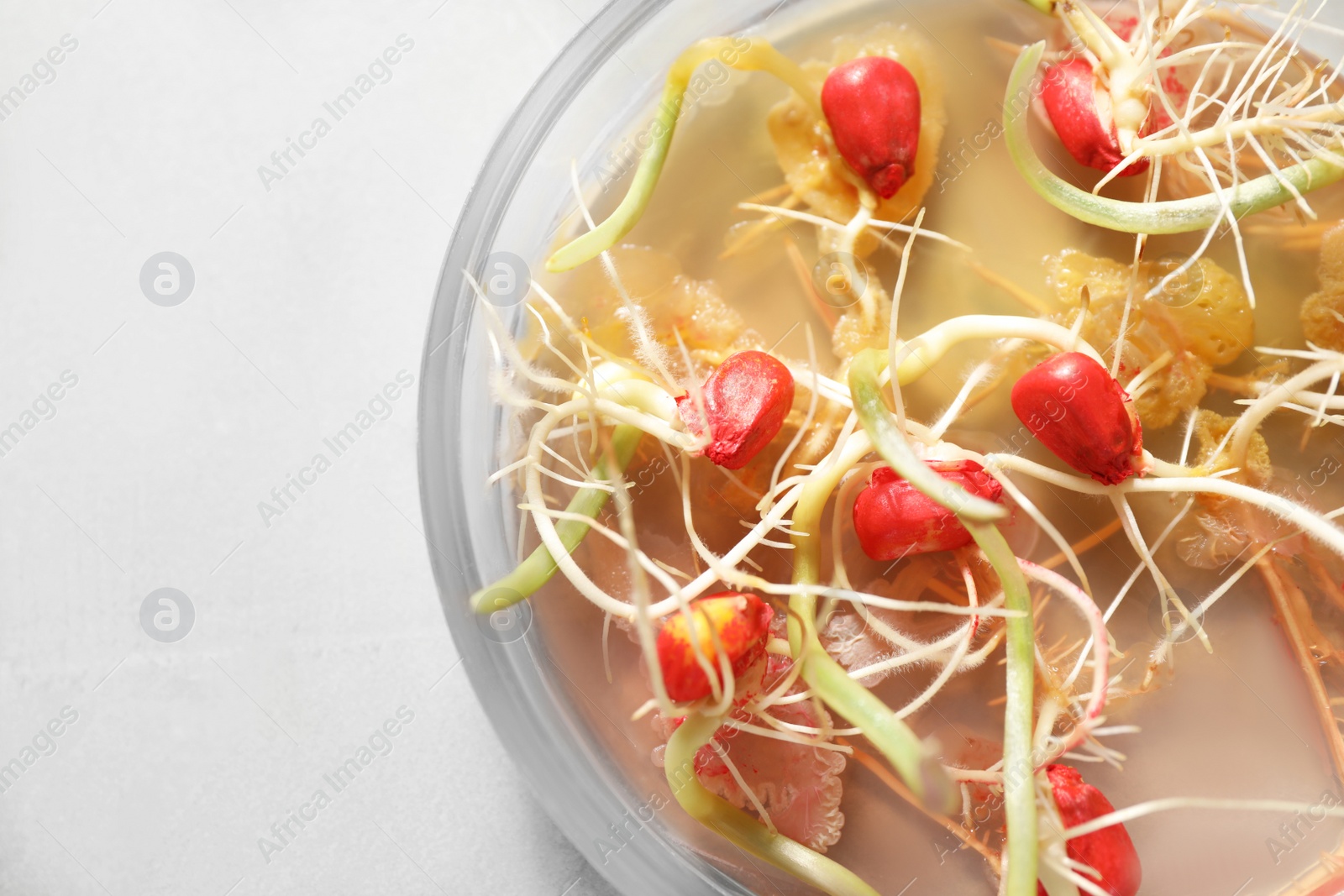 Photo of Germination and energy analysis of corn seeds in Petri dish on table, closeup. Laboratory research