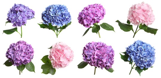 Image of Set with delicate beautiful hortensia flowers on white background. Banner design
