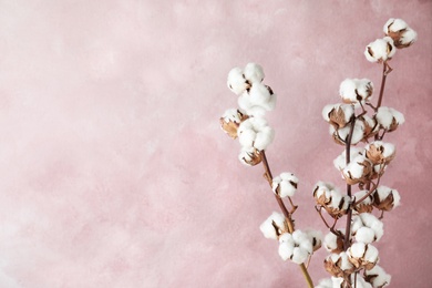 Photo of Beautiful cotton flowers against pink background, space for text