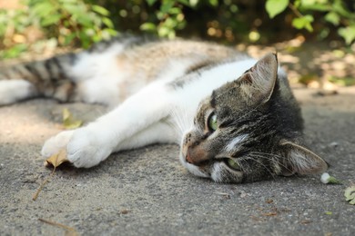 Cat suffering from heat stroke on asphalt outdoors