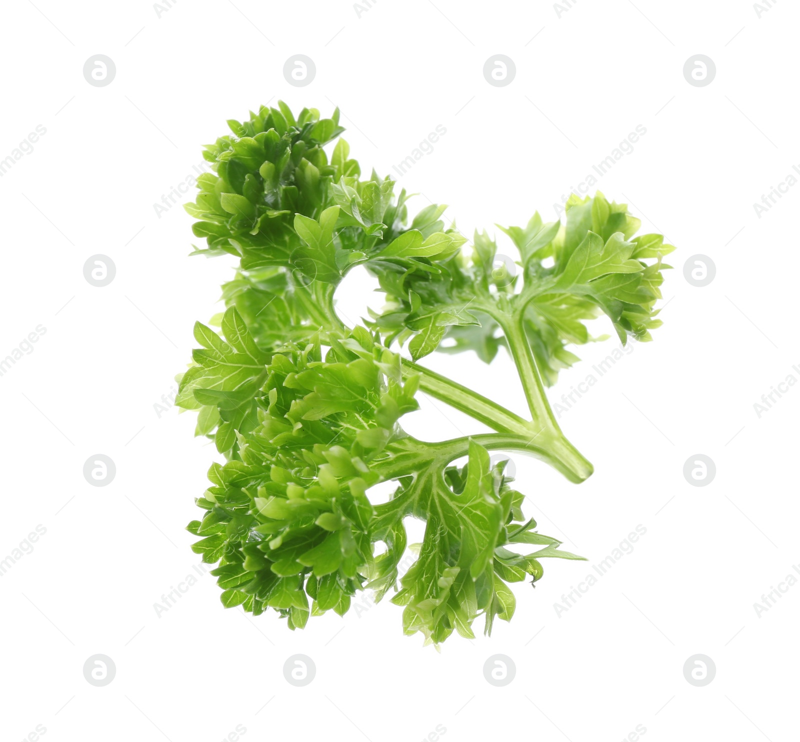 Photo of Fresh green curly parsley on white background