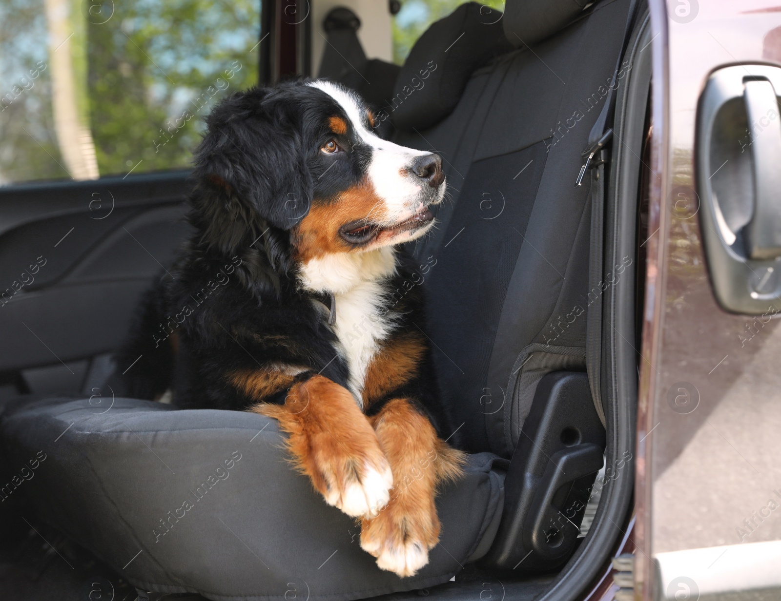 Photo of Bernese mountain dog in backseat of car