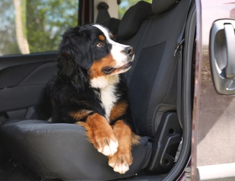 Photo of Bernese mountain dog in backseat of car