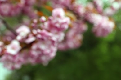 Photo of Blurred view of beautiful blossoming tree outdoors. Bokeh effect