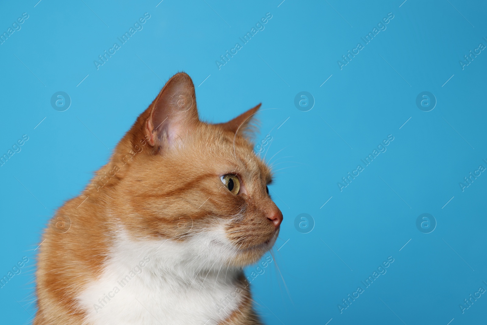 Photo of Cute ginger cat on light blue background, space for text. Adorable pet