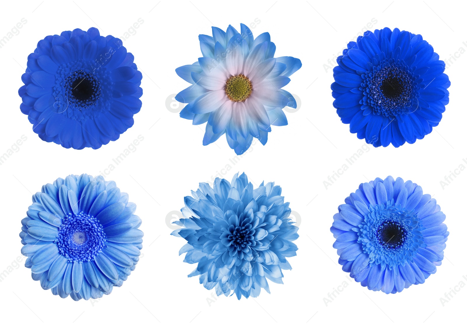 Image of Set with different beautiful blue flowers on white background