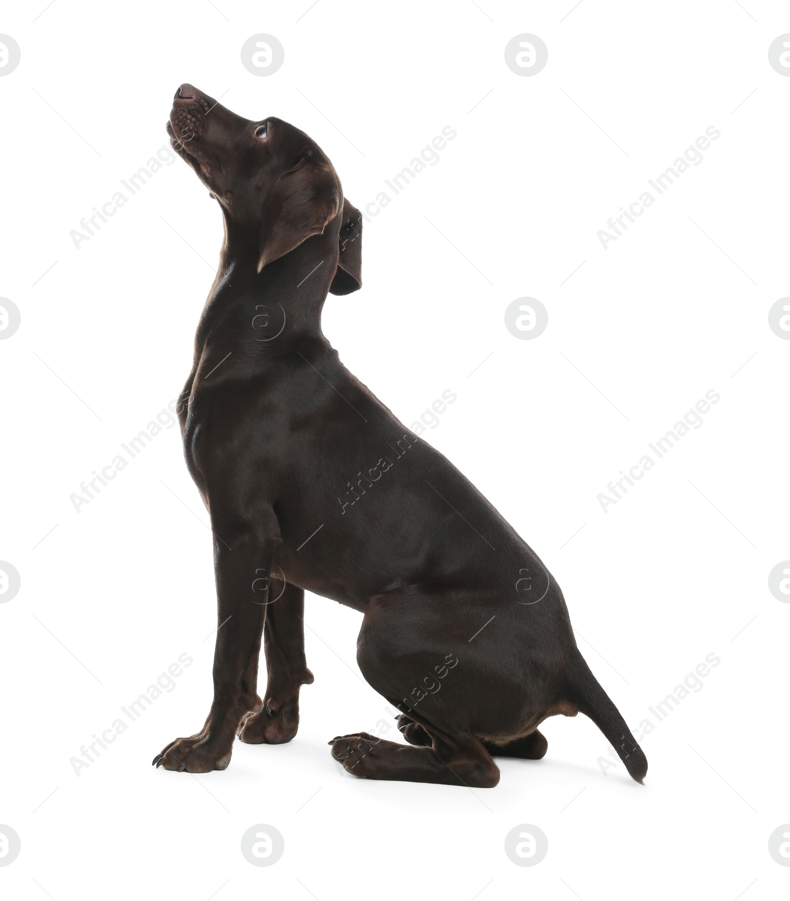 Photo of German Shorthaired Pointer dog on white background