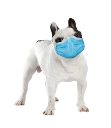 Image of French bulldog in medical mask on white background. Virus protection for animal
